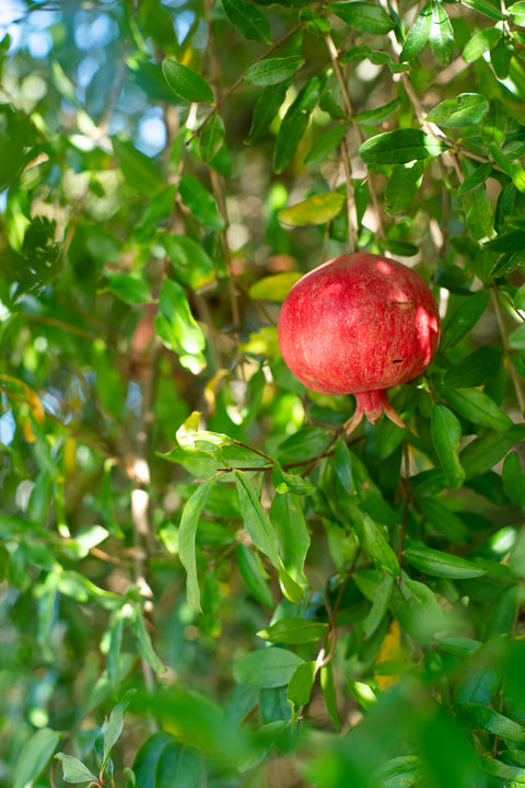 Organic Pomegranates