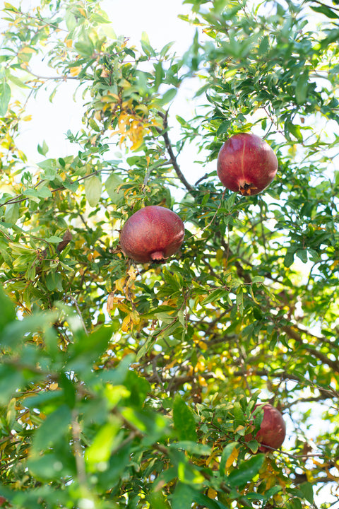 Organic Pomegranates