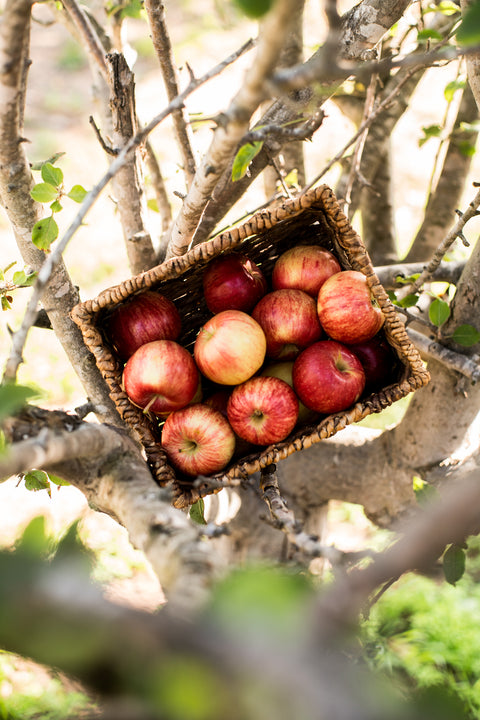 Organic Gala Apples