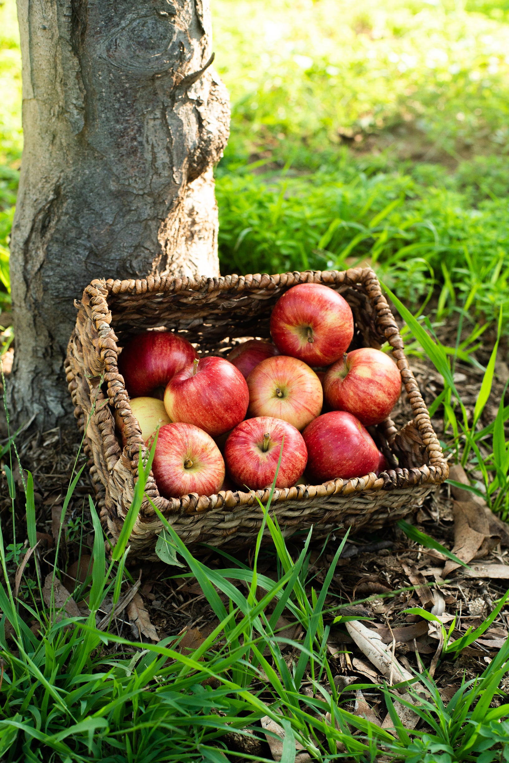 Organic Gala Apples (5 lbs.)