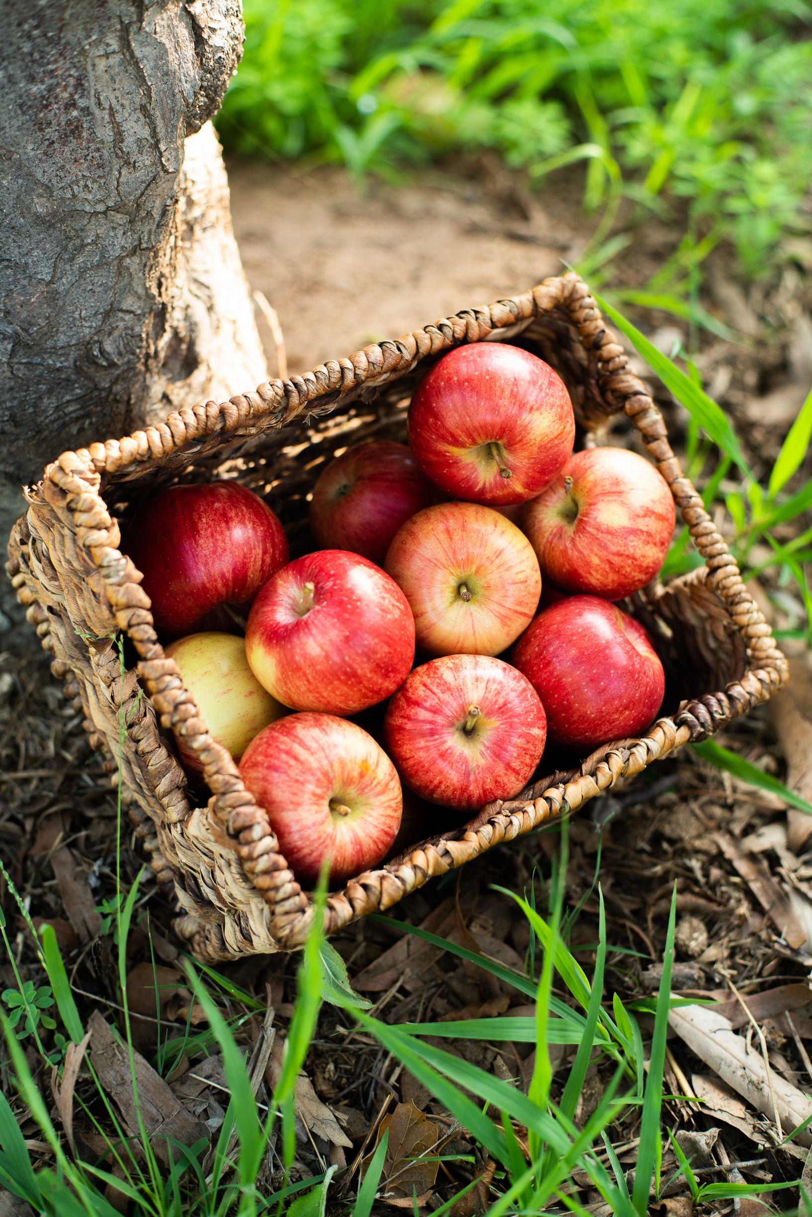 Organic Baby Gala Apples — Melissas Produce