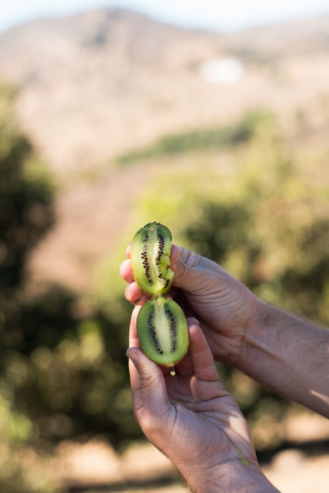 Organic California Green Kiwi