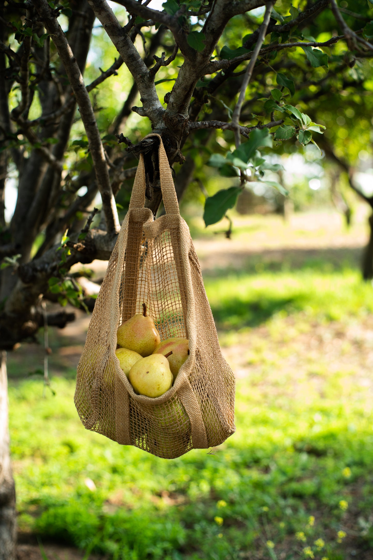 https://www.dickinsonfamilyfarms.com/cdn/shop/files/pears-2.jpg?v=1697582822&width=1445