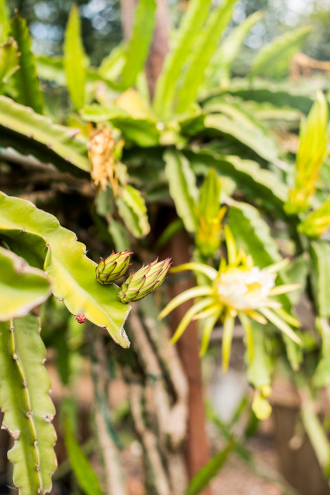 Organic Dragon Fruit