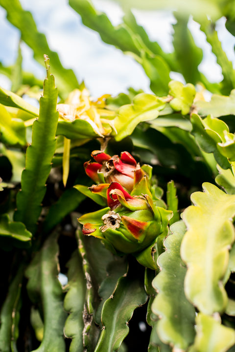 Organic Dragon Fruit