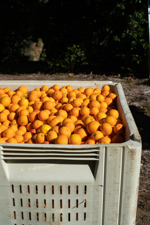 Organic Moro Blood Orange