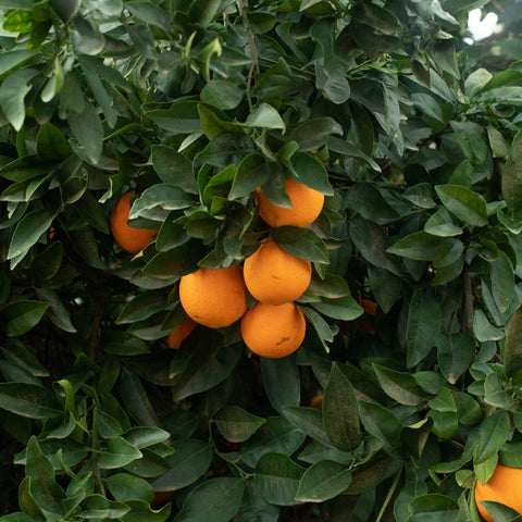 Organic Cara Cara Navel Oranges