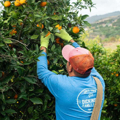 Organic Cara Cara Navel Oranges