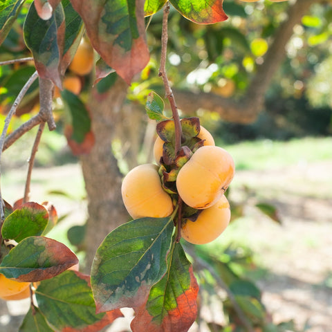 Organic Fuyu Persimmons