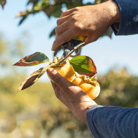 Organic Fuyu Persimmons