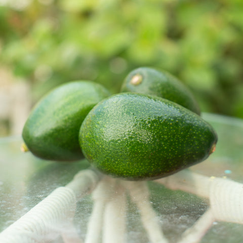 Organic Bacon Avocados